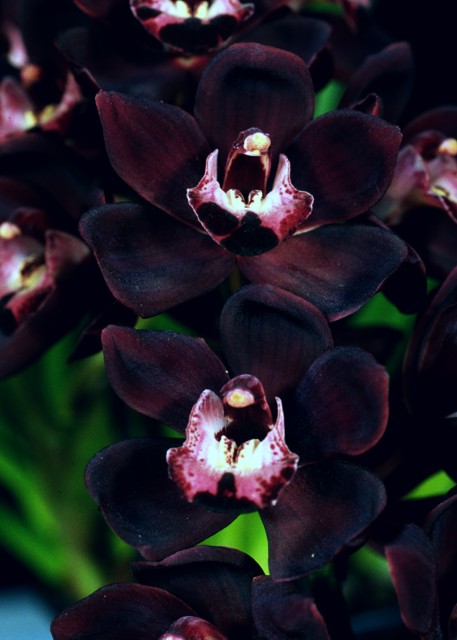 Black orchids deals